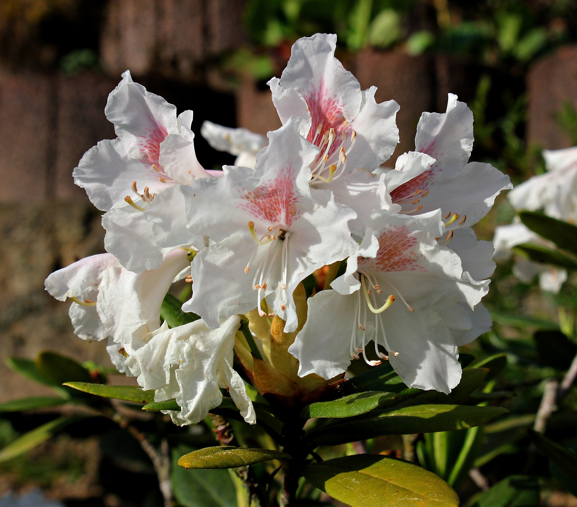 Rhododendron